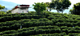 La plantación – ¿Dónde crece nuestro café?