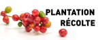 En el corazón del país productor: En el corazón de una plantación