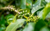 Coffee india Karnataka – blog de café