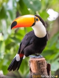 ¿Qué has de tener presente antes de atrapar café tucan?