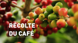 Métodos y cosecha de café