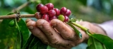 tierra cafetalera risaralda
