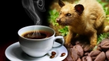 TOP de café mas caro del mundo animal por menos de 20 €
