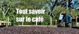 Todo sobre el cafe