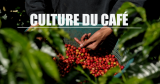 ¿Café dulce o café fuerte?  Descubra todo sobre el café y las variedades